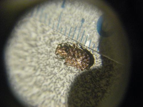 Réf. 71 112 : Elaphrus cupreus