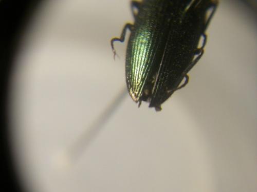 Réf. 71 493 : Ctenicera cuprea
