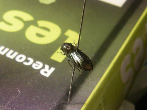 Ctenicera cuprea