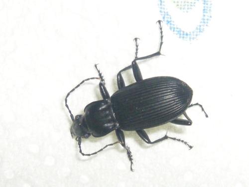 Pterostichus niger