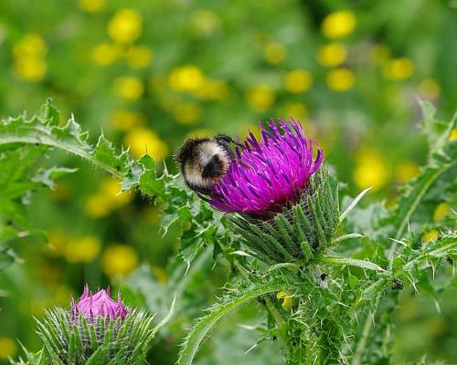 Bombus sylvestris