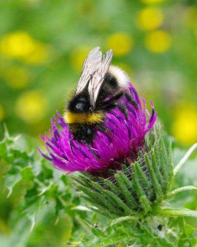 Bombus sylvestris
