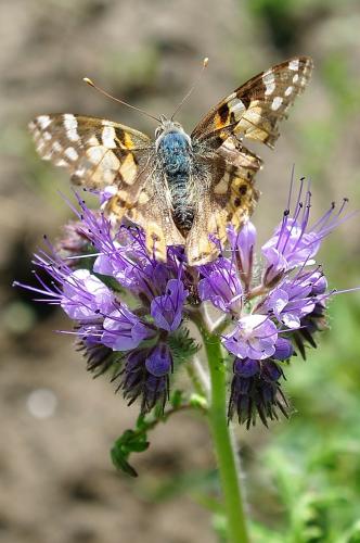 Vanessa cardui