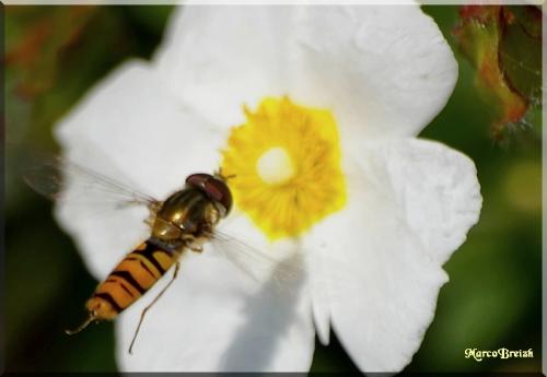 Episyrphus balteatus