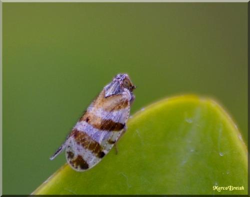 Réf. 71 108 : Tachycixius venustulus