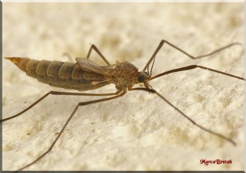 Réf. 71 910 : Tipula pagana