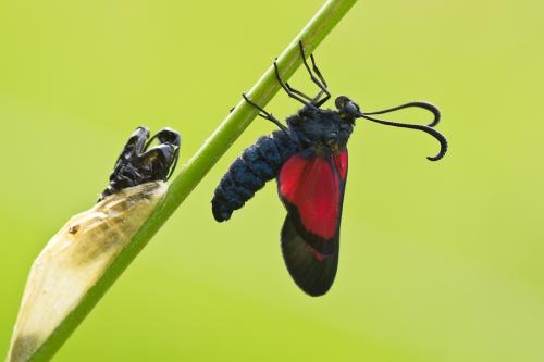 Zygaena trifolii