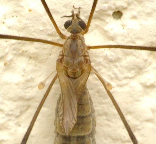 Réf. 71 971 : Tipula pagana