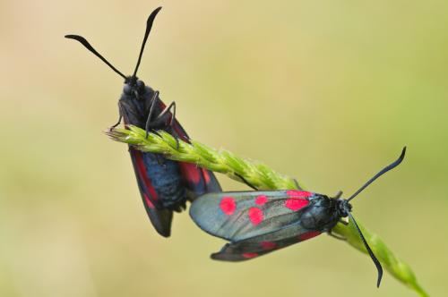 Zygaena trifolii