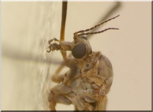 Réf. 71 974 : Tipula pagana