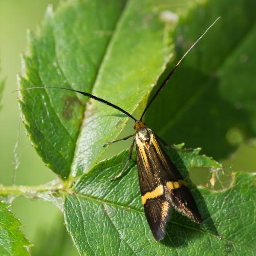 Nemophora degeerella