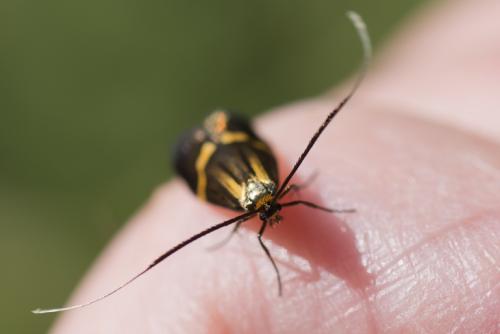 Nemophora degeerella