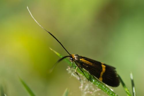 Réf. 71 029 : Nemophora degeerella