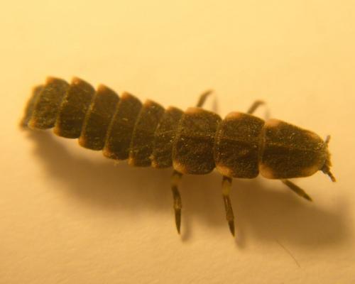 Lampyris noctiluca