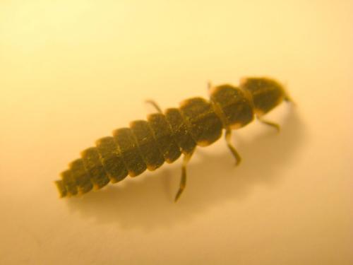 Lampyris noctiluca