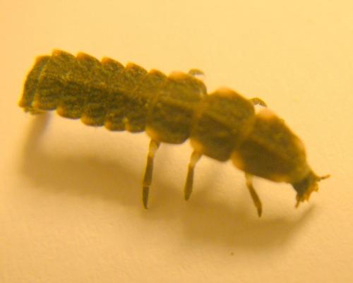 Lampyris noctiluca