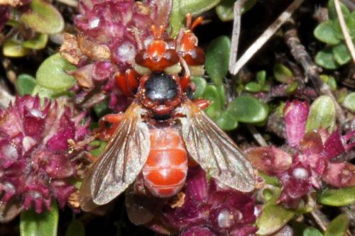 Myopa dorsalis