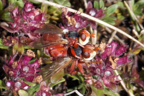 Réf. 71 062 : Myopa dorsalis