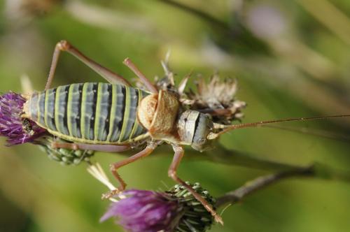 Ephippiger diurnus diurnus