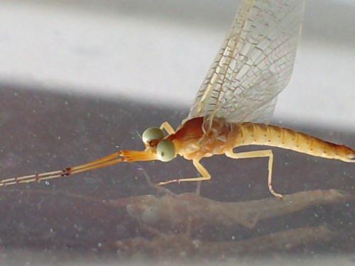 Potamanthus luteus