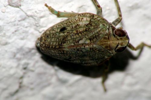 Issus coleoptratus