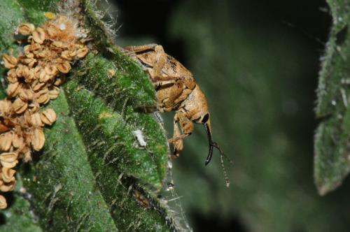 Curculio sp.