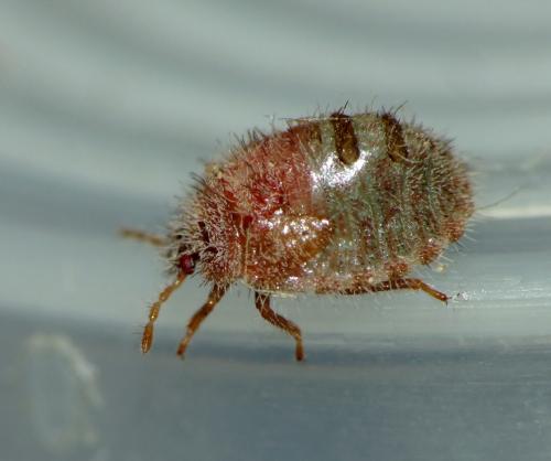 Coptosoma scutellatum