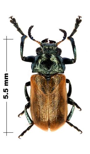 Labidostomis cyanicornis