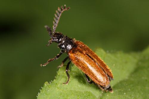 Drilus flavescens
