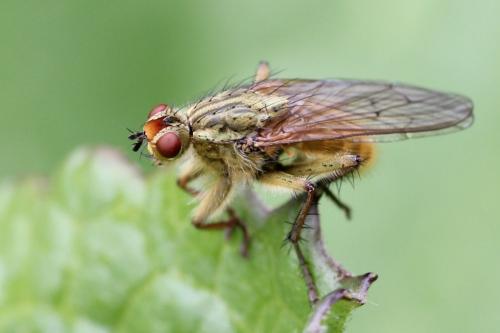 Réf. 71 926 : Scathophaga stercoraria