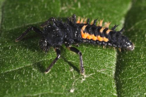 Harmonia axyridis