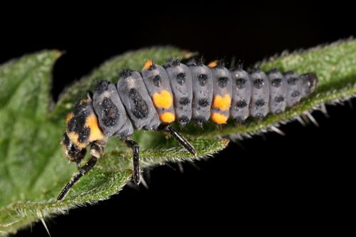 Réf. 71 713 : Coccinella septempunctata