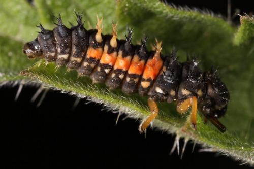 Harmonia axyridis