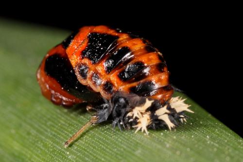 Harmonia axyridis