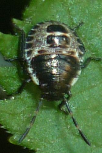 Rhaphigaster nebulosa