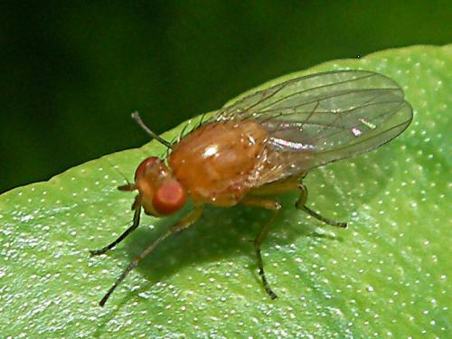 Minettia sp.