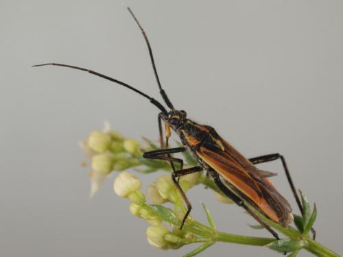 Réf. 71 987 : Leptopterna dolabrata