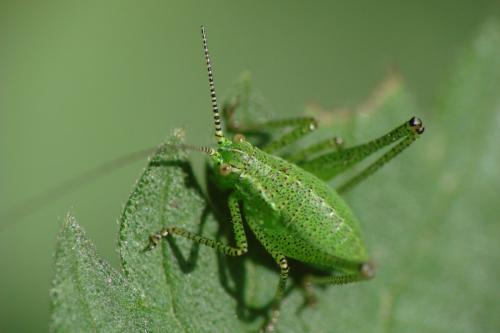 Réf. 71 651 : Phaneropterinae inconnu