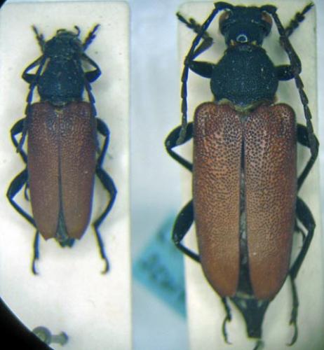 Stictoleptura scutellata