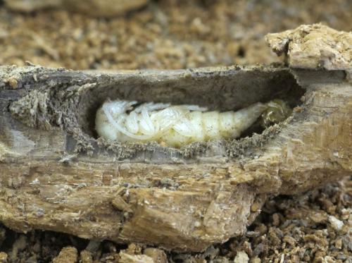 Stictoleptura scutellata