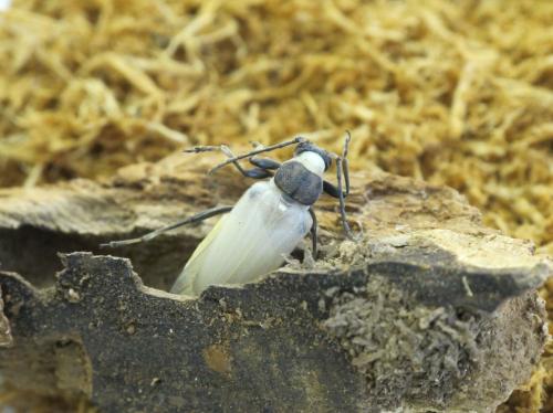 Stictoleptura scutellata