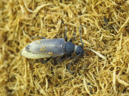 Réf. 71 157 : Stictoleptura scutellata