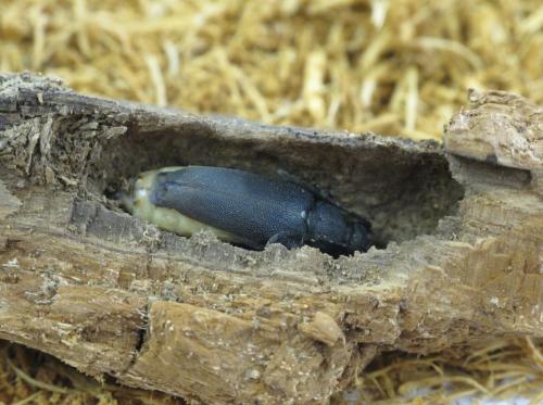 Réf. 71 158 : Stictoleptura scutellata
