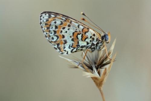 Melitaea didyma