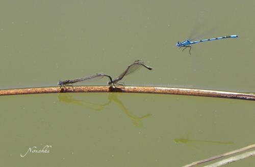 Sympecma fusca