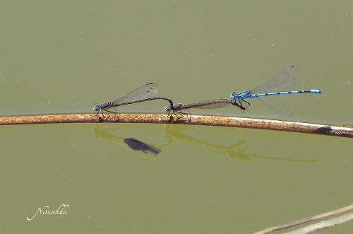 Sympecma fusca
