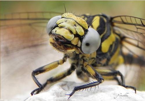 Onychogomphus uncatus