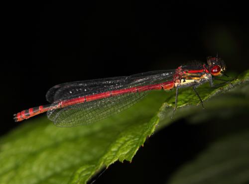 Pyrrhosoma nymphula