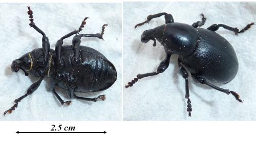 Réf. 71 182 : Liparus dirus