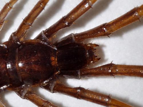 Lithobius forficatus